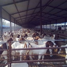 Steel Sheep Farm Agricultural Building